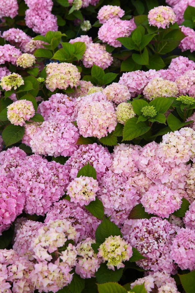 HYMESORI_20240708093113.JPG