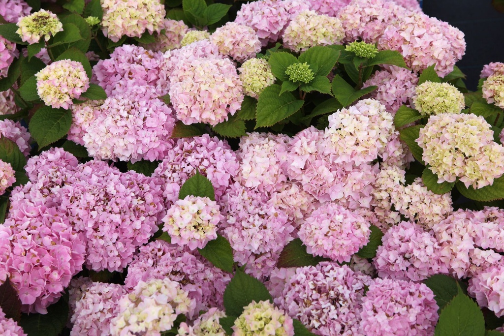 HYMESORI_20240708093105.JPG