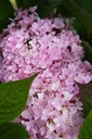 HYMESORI_20240708092635.JPG