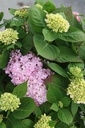 HYMESORI_20240708092632.JPG