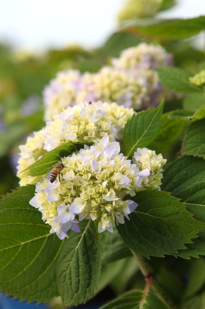 HYMESORI_20240708092148.JPG