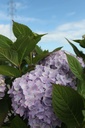 HYMESORI_20240708091933.JPG