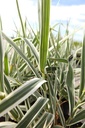 ARDVERSI_20240709105719.JPG