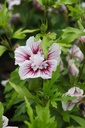 HISSCHIF_20240709095200.JPG