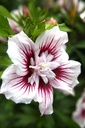 HISSCHIF_20240709095210.JPG