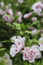 HISSCHIF_20240709095245.JPG