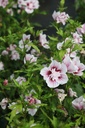 HISSCHIF_20240709095257.JPG