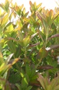 RHGEMBER_20240709093324.JPG