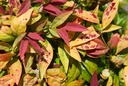 NADBPINK_20240710154025.JPG