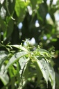 HEMICONI_20240711133825.JPG