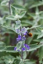 CACTHETI_20240716152904.JPG