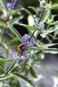CACTHETI_20240716152951.JPG