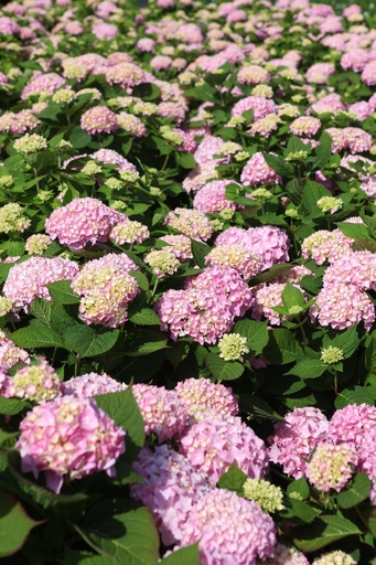 HYMESORI_20240718111134.JPG