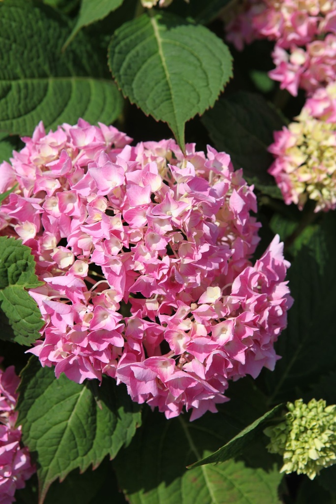 HYMESORI_20240718111241.JPG