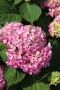 HYMESORI_20240718111241.JPG