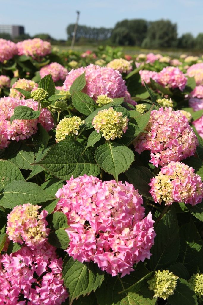 HYMESORI_20240718111243.JPG