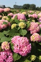 HYMESORI_20240718111243.JPG