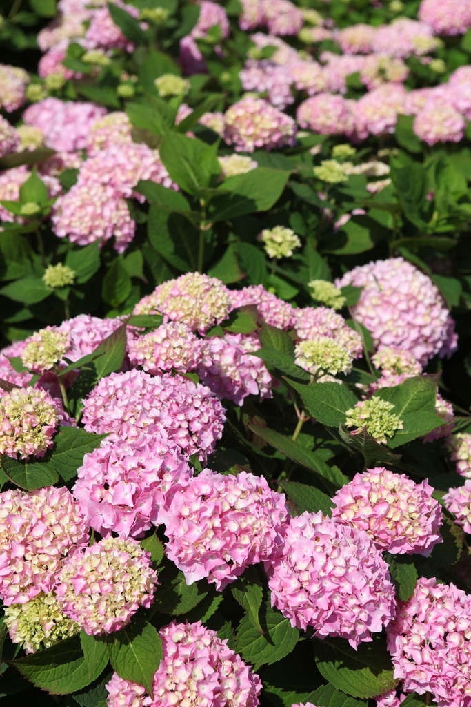 HYMESORI_20240718111247.JPG