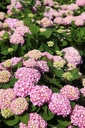 HYMESORI_20240718111247.JPG