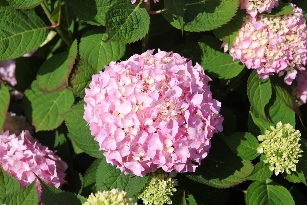 HYMESORI_20240718111314.JPG