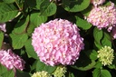 HYMESORI_20240718111314.JPG