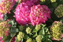 HYMESSLO_20240718111518.JPG