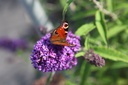 BUDPEMPE_20240719094308.JPG