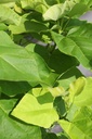 CABAUREA_20240719103817.JPG
