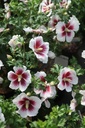 HISLFLAR_20240805120023.JPG