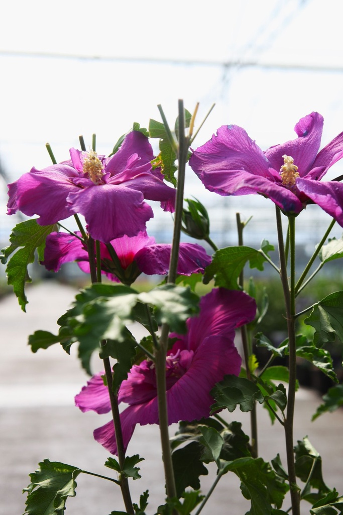 HISLRHAP_20240805115627.JPG