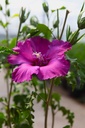 HISLRHAP_20240805115622.JPG