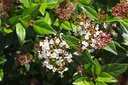 VITSPIRI_20240805101043.JPG