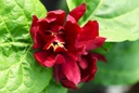 CARHWINE_20240805094234.JPG