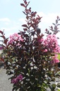 LAIRIPIN_20240805152609.JPG