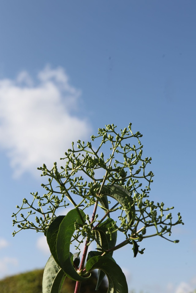 HEMICONI_20240808094310.JPG