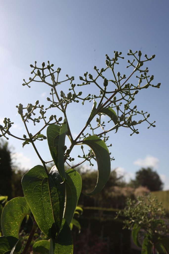 HEMICONI_20240808094312.JPG