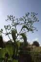 HEMICONI_20240808094312.JPG