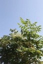 ARELATA_20240812163122.JPG