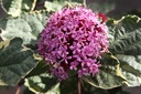 CLBPDIAM_20240812095808.JPG