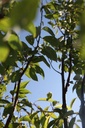 PRSASCOT_20240812094356.JPG