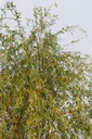 SASCHRYS_20240814100621.JPG