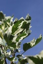 LITSNOWB_20240914115721.JPG