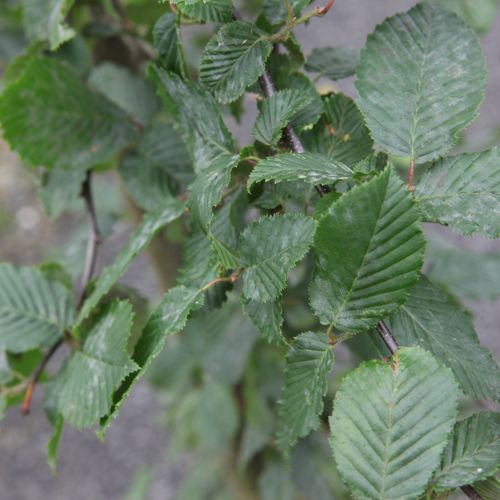 CABETULU_20160701090148_thumbnail.jpeg