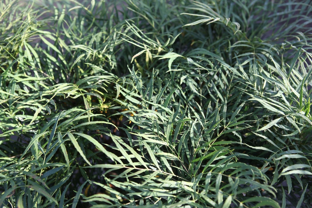 MAESCARE_20240808083721.JPG