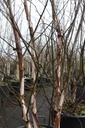 BENHERIT_20250228115721.JPG