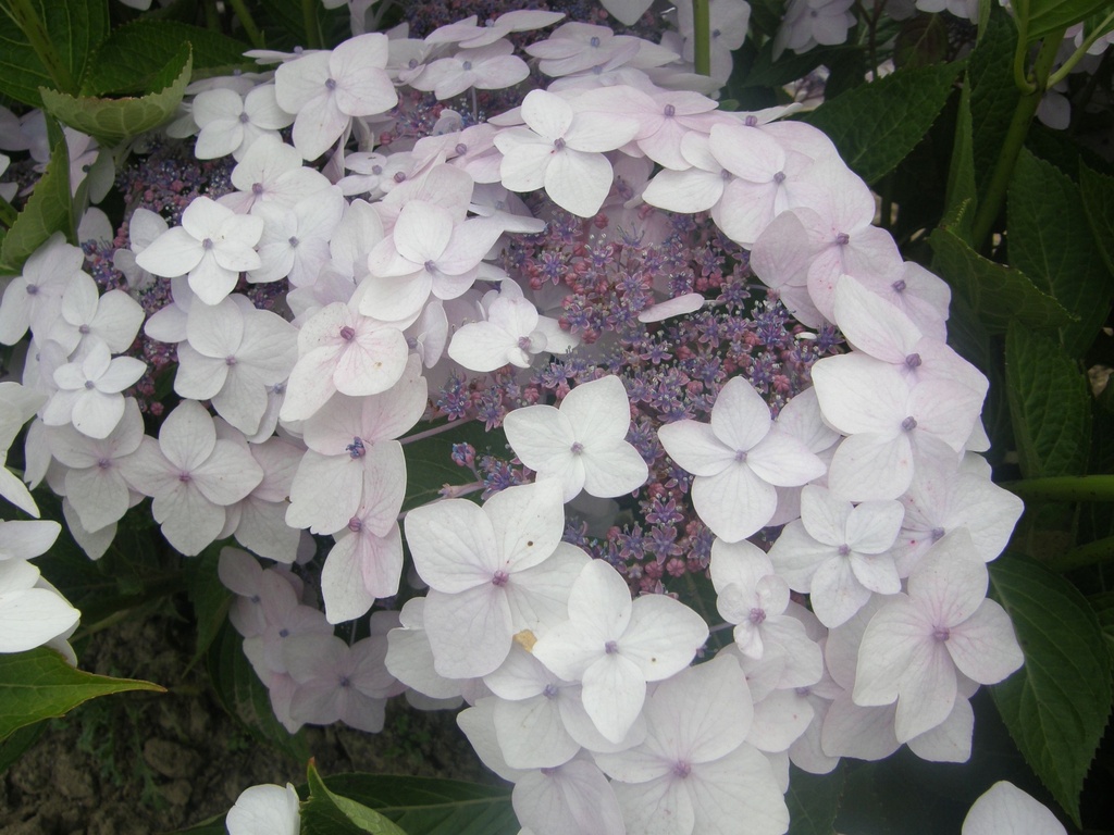 HYCLOUDI_20160708130426_xlarge.jpeg