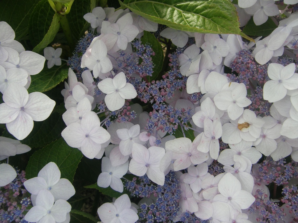 HYCLOUDI_20160707183530_xlarge.jpeg