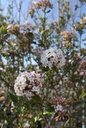 VIBARUSS_20250403105325.JPG