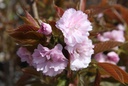 PRSKANZA_20250410145245.JPG