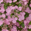 HYSFLOVE_20240521163750.jpg